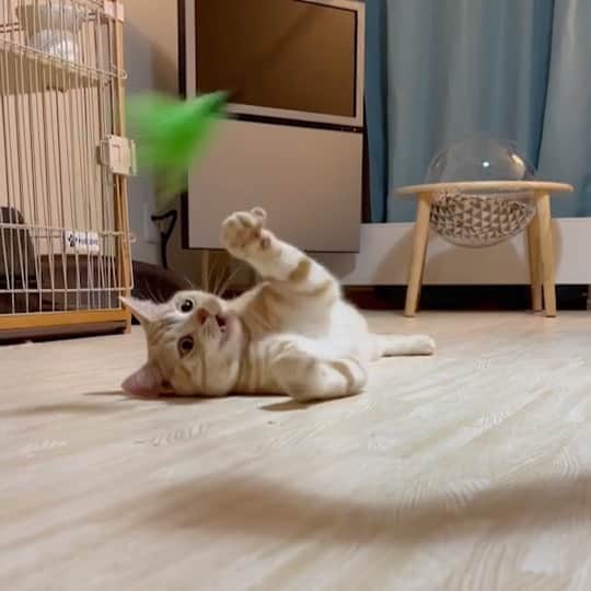 ruiruiのインスタグラム：「寝ながら遊ぶ虎大朗😆 . . いつもあたたかいコメントをありがとうございます😊 . . #動く虎大朗 #虎大朗 #スコティッシュフォールド  #茶トラ #猫 #ねこ #ねこ部  #ネコ #ネコ部 #ネコ好き #cat #instacat #catstagram  #ilovemycat #instagramcats  #meow #pet #petstagram #cutepets」