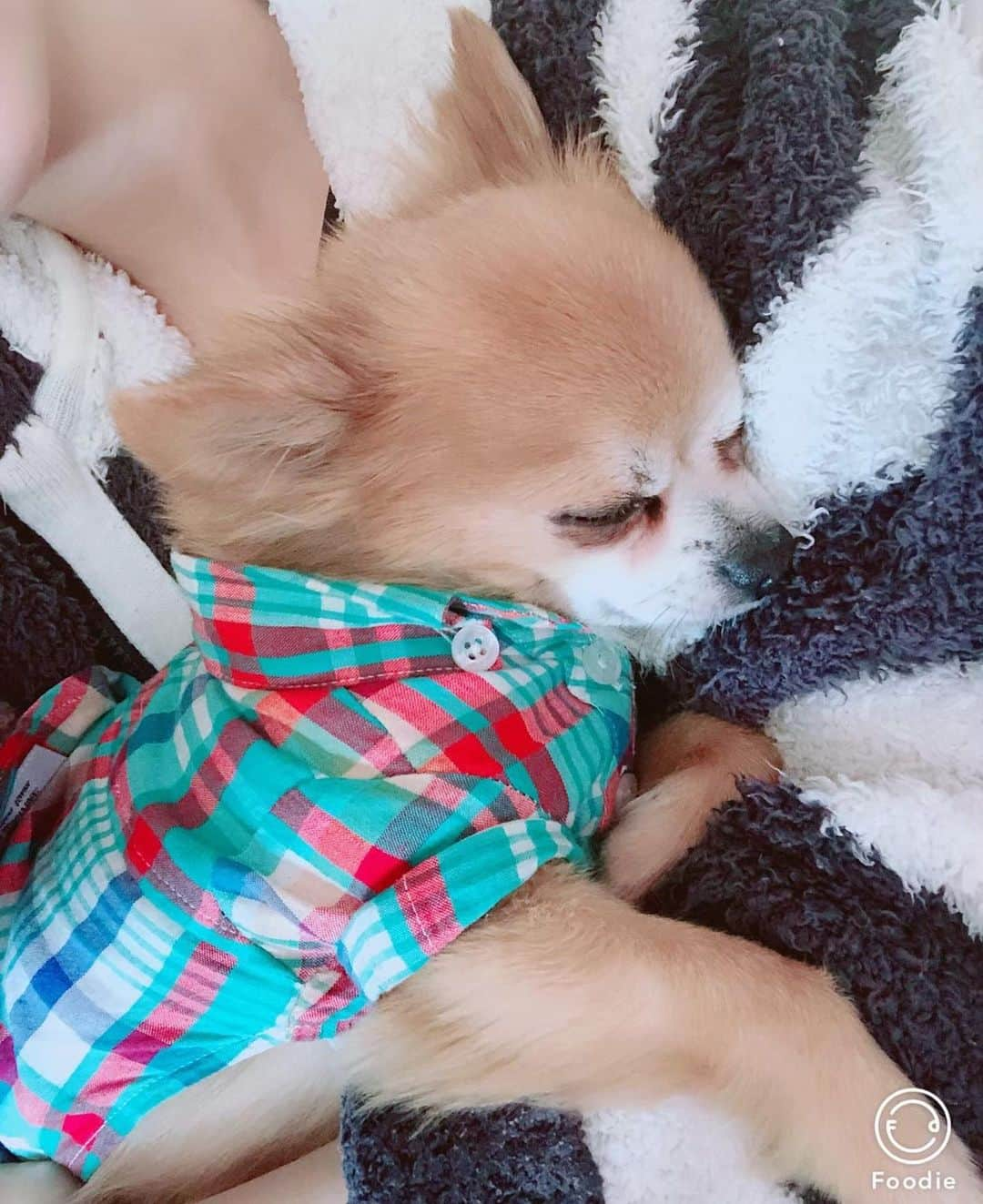 小泉麻耶さんのインスタグラム写真 - (小泉麻耶Instagram)「I really miss my baby So chan 🥺💕 I’ll be back soon 💋 #いぬすたぐらむ #dogsofinstagram」7月22日 9時31分 - mayakoizumi