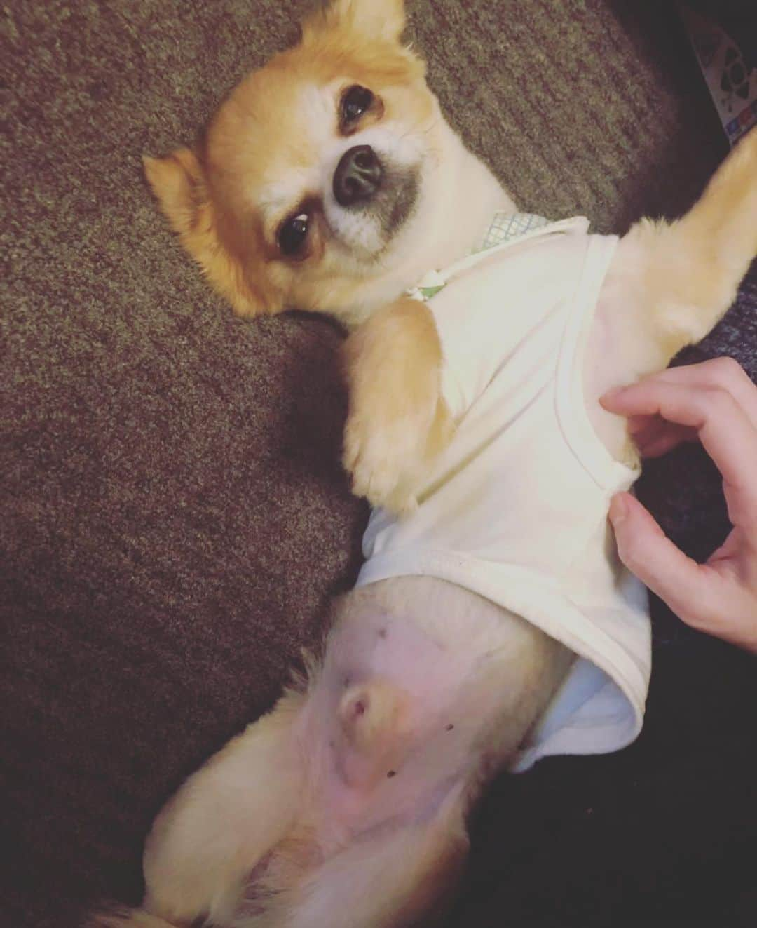 小泉麻耶さんのインスタグラム写真 - (小泉麻耶Instagram)「I really miss my baby So chan 🥺💕 I’ll be back soon 💋 #いぬすたぐらむ #dogsofinstagram」7月22日 9時31分 - mayakoizumi