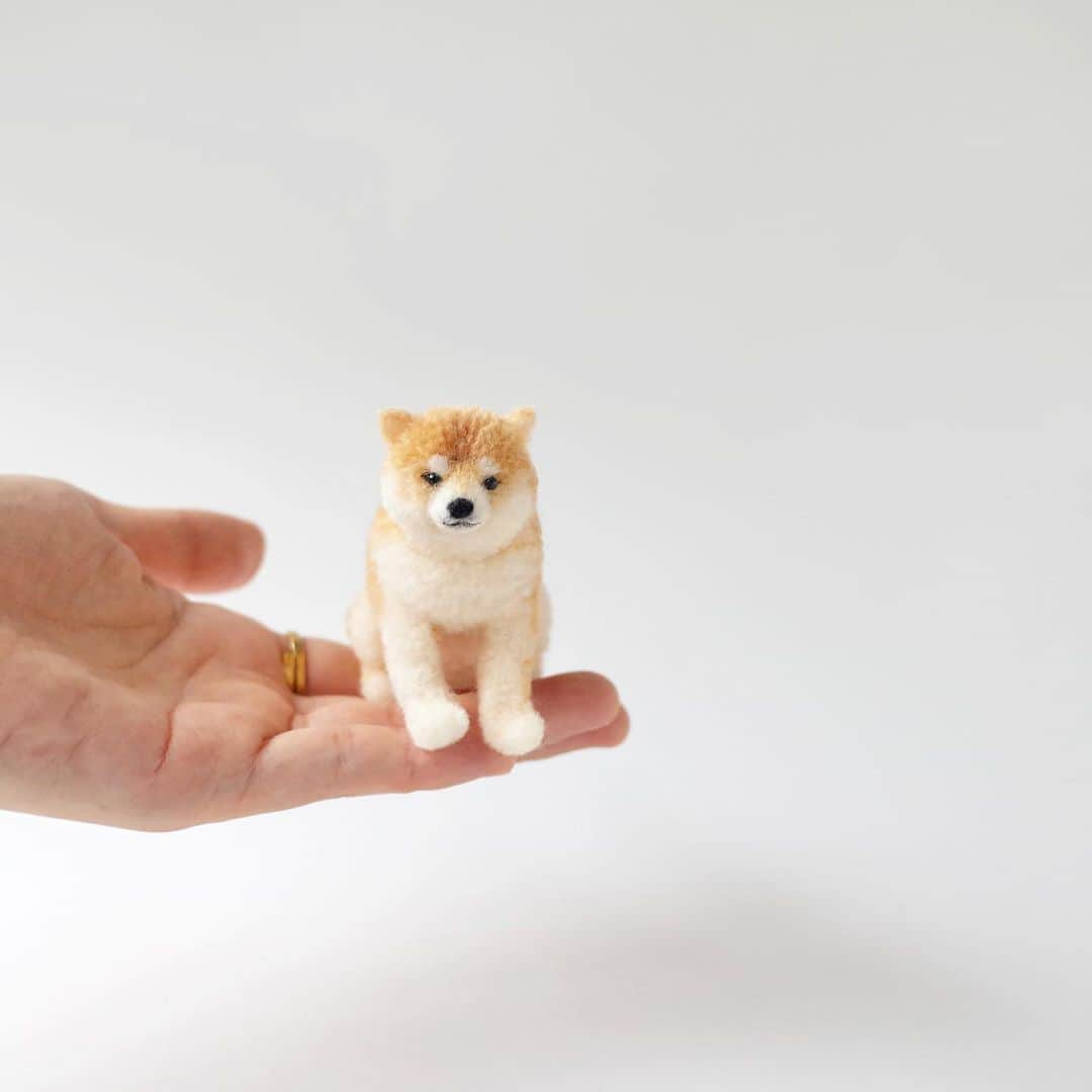 黒田翼（動物ぽんぽん）のインスタグラム：「.shiba dog  お柴さま。 今までいろいろな動物を作ってきたけれど、ゆいいつ長く一緒に暮らしたことのある動物は柴犬だけ。 ラブリーポイントが多すぎて、表現しきれません。 そのおててに、おでこに、せなかに触れたいよ。  You're so lovable to me🐕❤️  #shibainu #shibadog #shiba #柴犬 #動物ぽんぽん #ぬいぐるみぽんぽん #毛糸のぽんぽん #woolanimals #trikotri #pompom #trikotripompom」