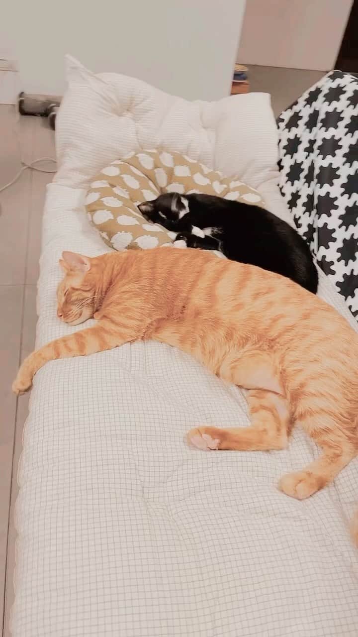 Katetsaiのインスタグラム：「浪漫的雙人枕頭  #cat #neko #ネコ #ねこ #猫  #吉美jigme #Jigmefansclub #Michaelfansclub #麥摳Michael #catsofinstagram #katetsaivideo」