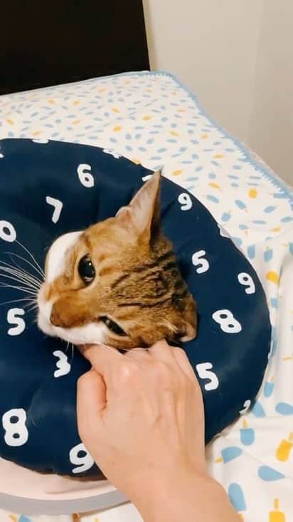 Katetsaiのインスタグラム：「這圈大餅到底可以吃到什麼時候？  #cat #neko #ネコ #ねこ #猫 #Machifansclub #麻吉Machi #catsofinstagram #katetsaivideo」