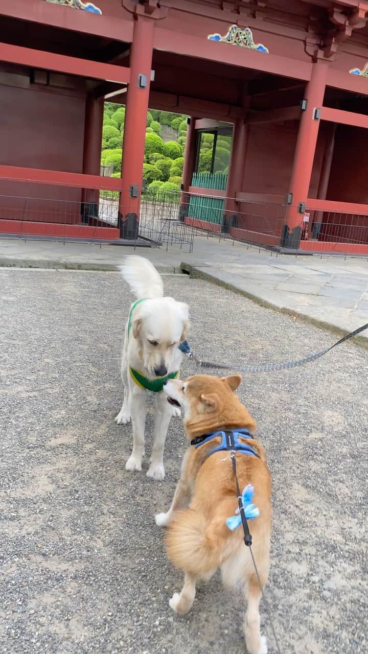 まる（まるたろう）のインスタグラム：「Good morning!!✨🐶🐶✨大型犬ｷﾀ━(ﾟ∀ﾟ)━!!!!! #でっけぇ #小型犬一頭じゃ無理 #まるも大きくなりたい」