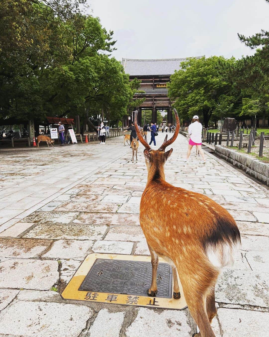 ルドゥウィッグ・オーマンさんのインスタグラム写真 - (ルドゥウィッグ・オーマンInstagram)7月22日 19時15分 - ludvigohman3