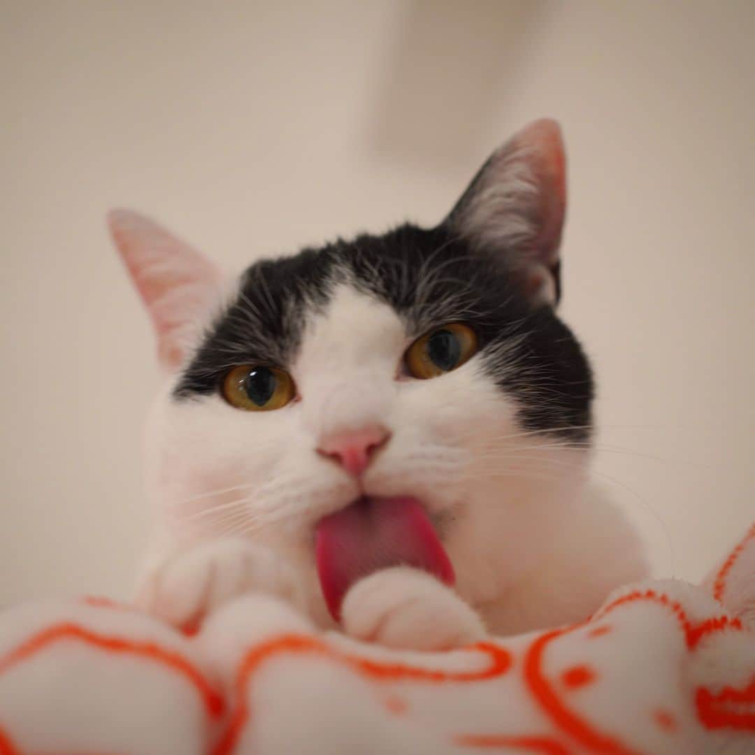 KAZUYAのインスタグラム：「ペロン。 #猫 #cat」