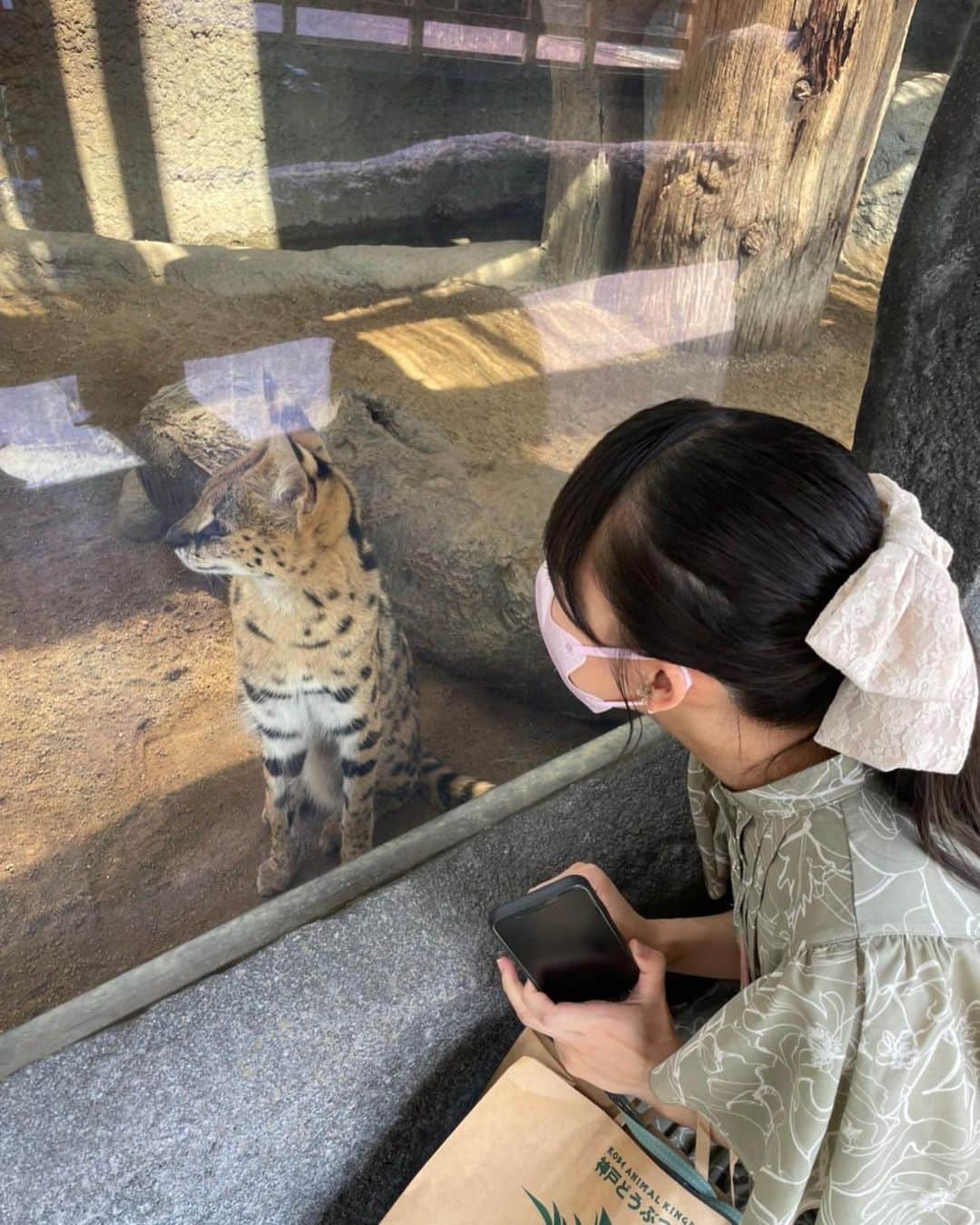福田朱里さんのインスタグラム写真 - (福田朱里Instagram)「動物園デート①🐱💞 神戸どうぶつ王国、いままで行った動物園でいちばん楽しかった！ ポートライナーの駅からすぐでアクセスもいいし、兵庫の人が羨ましい。  鳥とかも自由に飛びすぎやし床に行きもの沢山おるし動物近すぎて、神戸どうぶつ近すぎ王国に変えた方がいいとおもった🐯  夏休みに家族でいくのもいいし、おとなひとりでも楽しめる！ドクターフィッシュもあるし。オオカミさんもかっくいーし。夢食べるやつもおったし。レッサーパンダ真上におるし。どうぶつの森の世界すぎたよ。  生き物すごすぎて普通に感動した。 瀬戸内おすすめスポット認定🐦  #神戸どうぶつ王国 #瀬戸内PR部隊 #瀬戸内 #兵庫旅行 #兵庫 #神戸観光 #神戸 #動物園巡り #動物園デート #ポニーテール #福田朱里 #アイドル #鳥 #花鳥園 #ポートアイランド #コンゴウインコ #ゾウガメ #ポートレート写真 #夏休み旅行 #スナネコ #瀬戸内 #STU48 #zoo #japantravel #japantrip #Japan #japanesegirl #summer #miumiu #dazzlin #idol」7月22日 17時33分 - akaringo_stu48