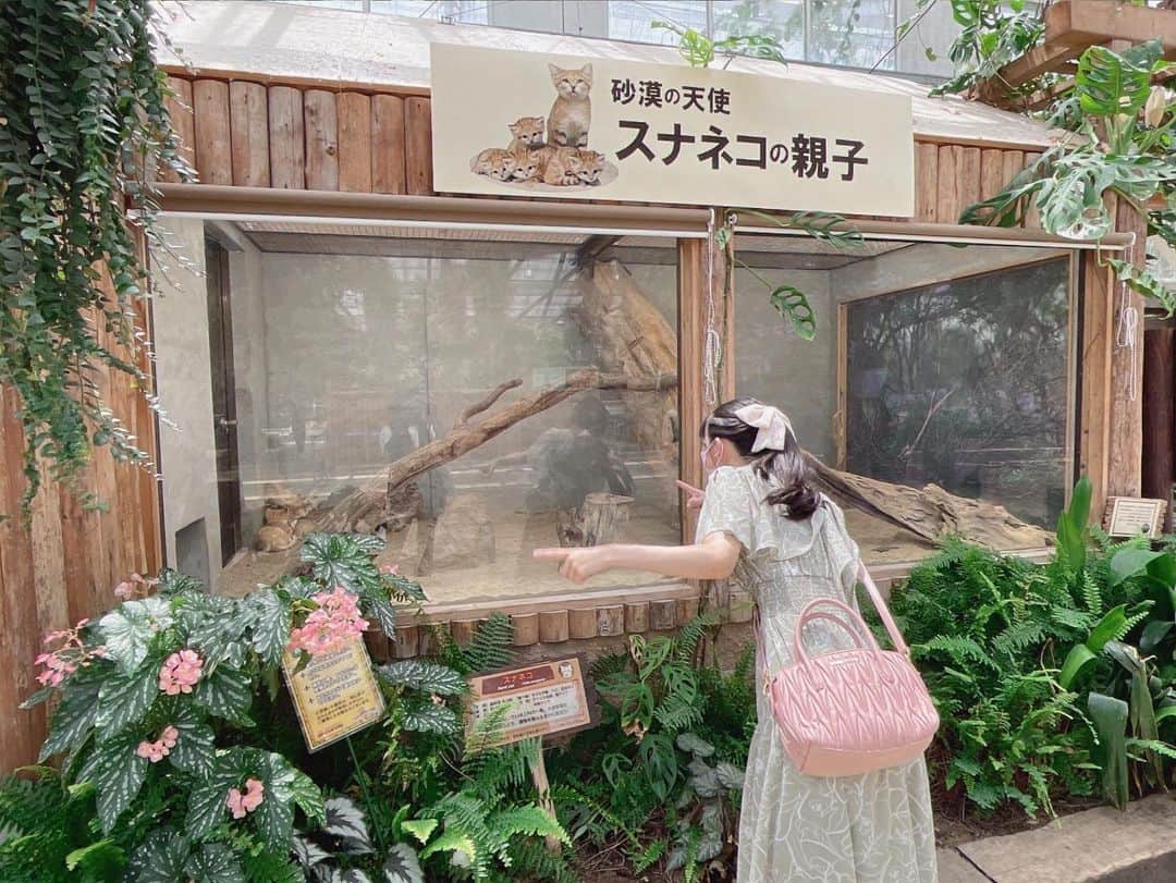 福田朱里さんのインスタグラム写真 - (福田朱里Instagram)「動物園デート②🦭💗  スナネコ見るためだけに弾丸で神戸どうぶつ王国行った時のやつ。 スナネコほんまかわええわー 初めてにゃんすけさんと戦えそうなレベルの可愛さの生き物に出会ったよ。  ポニーテールにリボン付けたら後ろ姿盛れるからさいきんはまってる。  ネコ科贔屓です🐾🐾  #神戸どうぶつ王国 #瀬戸内PR部隊 #瀬戸内 #兵庫旅行 #兵庫 #神戸観光 #神戸 #動物園巡り #動物園デート #ポニーテール #福田朱里 #アイドル #鳥 #花鳥園 #ポートアイランド #コンゴウインコ #ゾウガメ #フィント #夏休み旅行 #スナネコ #瀬戸内 #STU48 #zoo #japantravel #japantrip #Japan #japanesegirl #summer #miumiu #dazzlin #idol」7月22日 17時35分 - akaringo_stu48