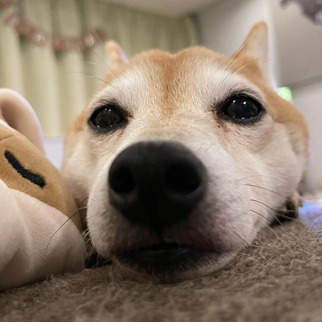 仁藤みさきのインスタグラム：「happy birthdayたいやき🐶 5歳になりました🐶 素直じゃないけど実はとっても甘えん坊なたいやき🐟だいすきだよ🐕💓」