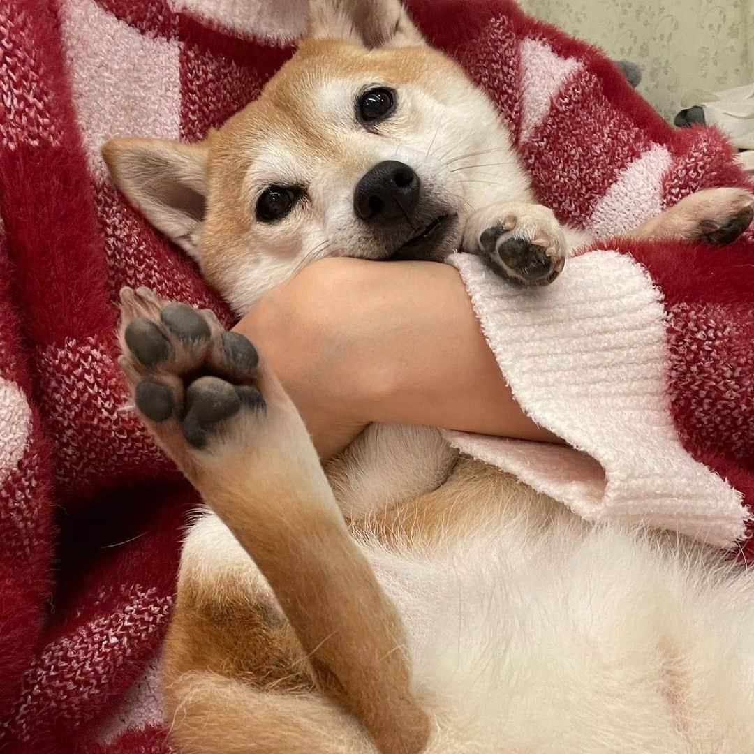 仁藤みさきさんのインスタグラム写真 - (仁藤みさきInstagram)「happy birthdayたいやき🐶 5歳になりました🐶 素直じゃないけど実はとっても甘えん坊なたいやき🐟だいすきだよ🐕💓」7月22日 17時59分 - misakinito