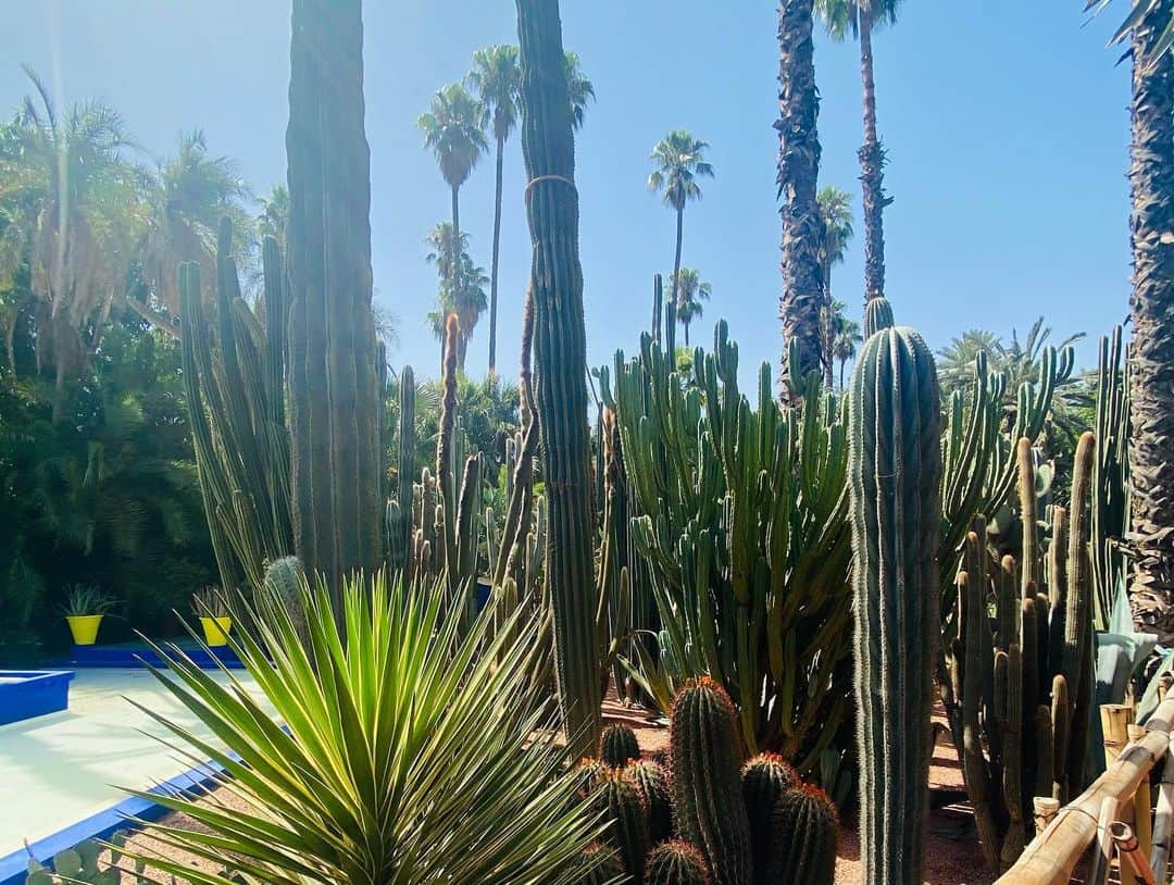 ユナ・デュフネさんのインスタグラム写真 - (ユナ・デュフネInstagram)「Jardin Majorelle & Musée YSL 🌵🇲🇦 . . . #Maroc #Jardin #Majorelle #Beaute #Nature #Cactus #YSL #Vert #bleumajorelle #Colors #peaceful #holidays」7月23日 3時51分 - youna_d