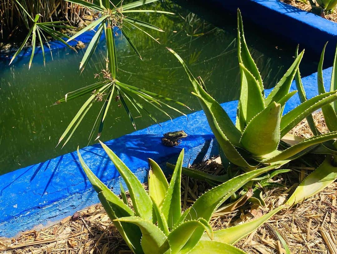 ユナ・デュフネさんのインスタグラム写真 - (ユナ・デュフネInstagram)「Jardin Majorelle & Musée YSL 🌵🇲🇦 . . . #Maroc #Jardin #Majorelle #Beaute #Nature #Cactus #YSL #Vert #bleumajorelle #Colors #peaceful #holidays」7月23日 3時51分 - youna_d