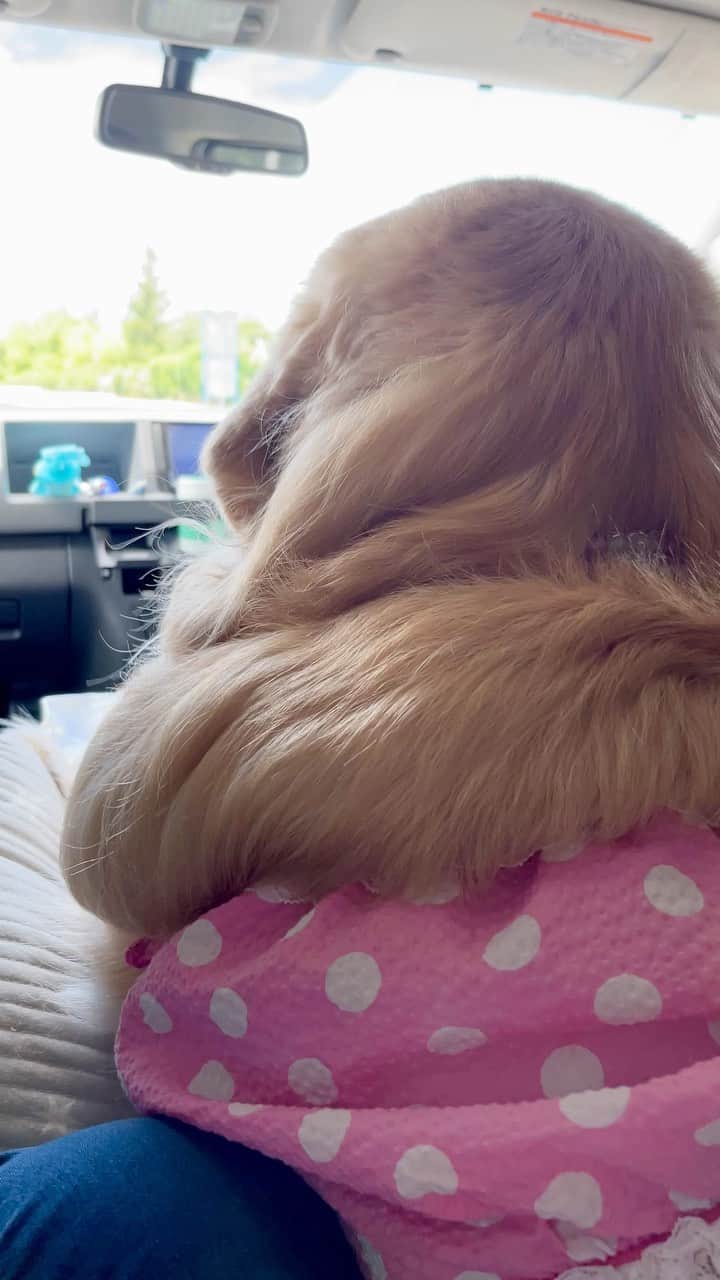 まゆみのインスタグラム：「。 。 あーちゃんの聖地に向かってます✨ 。 機嫌もいいし 体調もまぁ良し 。 うふふー👋🏻🐶❤️❤️ ぺへへー🐶✨ 。 。 #聖地 #あーちゃん大好きポイント #行ってきます 。 。 #ゴールデンレトリバー#goldenretriever#dog#犬#あーぺー」