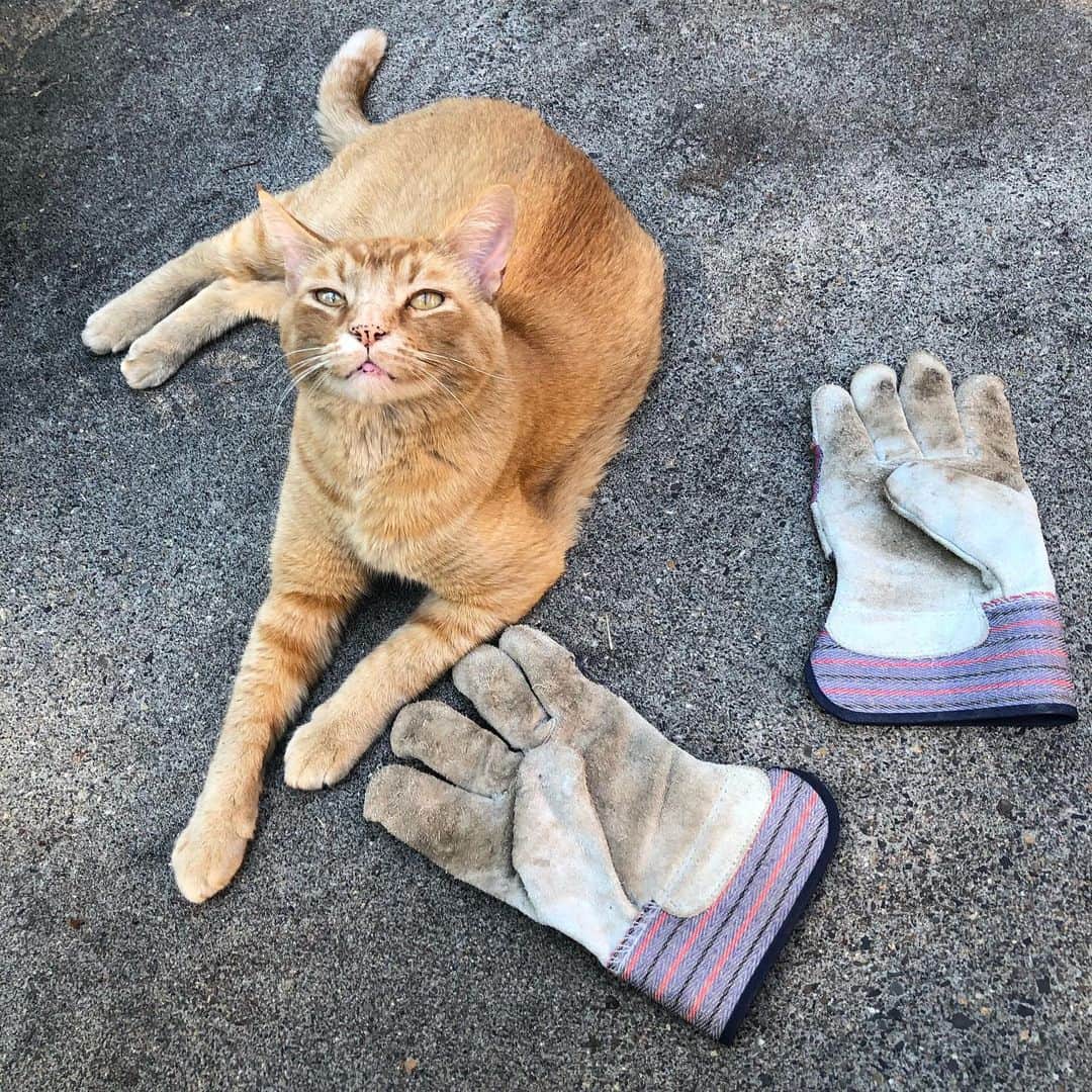 のインスタグラム：「STOLEN: two leather work gloves, night of 7/21. I just love this smile! What a dork. #snorrithecat #kleptokitty #hillsborooregon #shutepark」