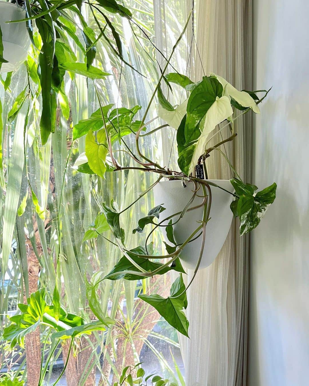 のインスタグラム：「〜おすすめ観葉植物〜  シンゴニウム・フレンチマーブル  #桐島かれんの緑のある暮らし #シンゴニウムフレンチマーブル」