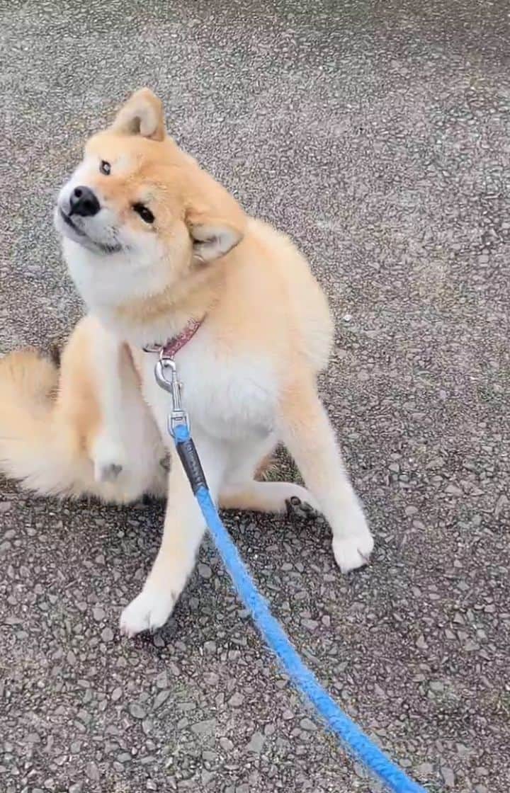 柴犬たま Shibainu Tamaのインスタグラム：「あ〜そこそこ😳 ⠀⠀⠀⠀⠀ Caption trans🇬🇧⠀⠀⠀⠀⠀ It was an itch that was scratched😳 ⠀ #柴犬たま #たママ #たまーば #柴犬動画 #かきかき #気持ちいい #笑顔 #柴犬 #shiba #shibainu #shibastagram #犬 #dog」