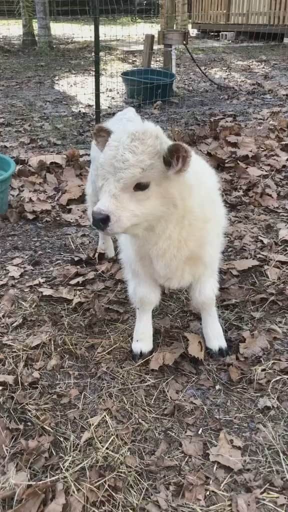 Daily The Best And Funniest Videosのインスタグラム：「I can’t stop listening to this little Moo 🐮❤️ By @happymeadowfarm (Tiktok)」