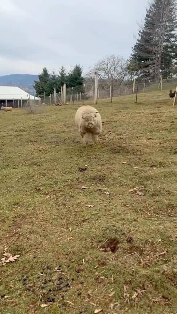 animals.coのインスタグラム：「Happy sheep 🐑🐕😍 Video by @missoliviajane」