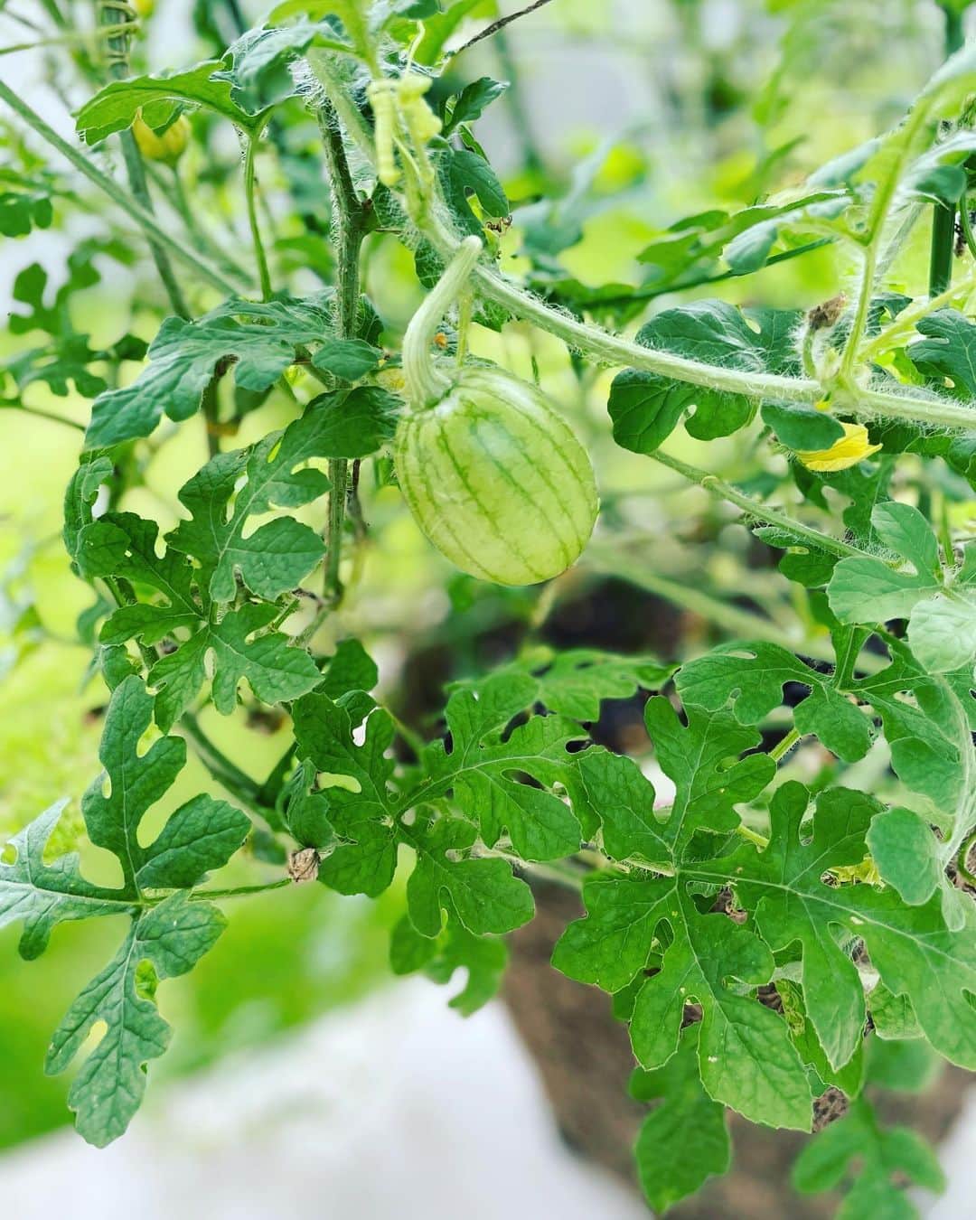 山口もえのインスタグラム：「・  大切に育てていた小玉スイカ🍉 ずいぶんと大きくなりました👏 もう少ししたら食べられるかな♡  #家庭菜園 #スイカ#🍉 #プランター菜園 #大切に育てても #食べる時はあっという間 #だよね♡ #笑  #夏休み #スイカ#🍉」