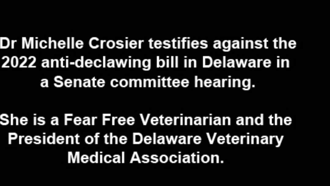 City the Kittyのインスタグラム：「Very sad to see veterinarians like this one from cavavet in Middletown, DE testifying to Senators in opposition to the 2022 anti-declawing bill. 😿😿😿 cavavet also blocked us here on Instagram. 😿 Dr Crosier’s practice is a Fear Free practice that does NOT declaw cats fyi.  🐾 The bill was stopped despite it passing 25 to 14 in the House. 😿💔💔💔🐾 It will have to be introduced again in 2023. 😾 This vet is also a @fearfreepets veterinarian and the Pres. of the Delaware Veterinary Medical Association.  Fear Free is completely against declawing fyi.  . Why did Dr Crosier fight to keep this animal cruelty legal? 😿 Was she paid by the DVMA? 🐾 If you know the answer please send us an email to citythekitty@gmail.com. We will keep your identity anonymous.🐾🐾🐾🐾   Always take the high road and educate.  (We reached out to Dr Crosier but never heard back from her.)   #delaware #middletownde #middletowndelaware #delawarephotographer #delawarestateuniversity #catlovers #catmom」