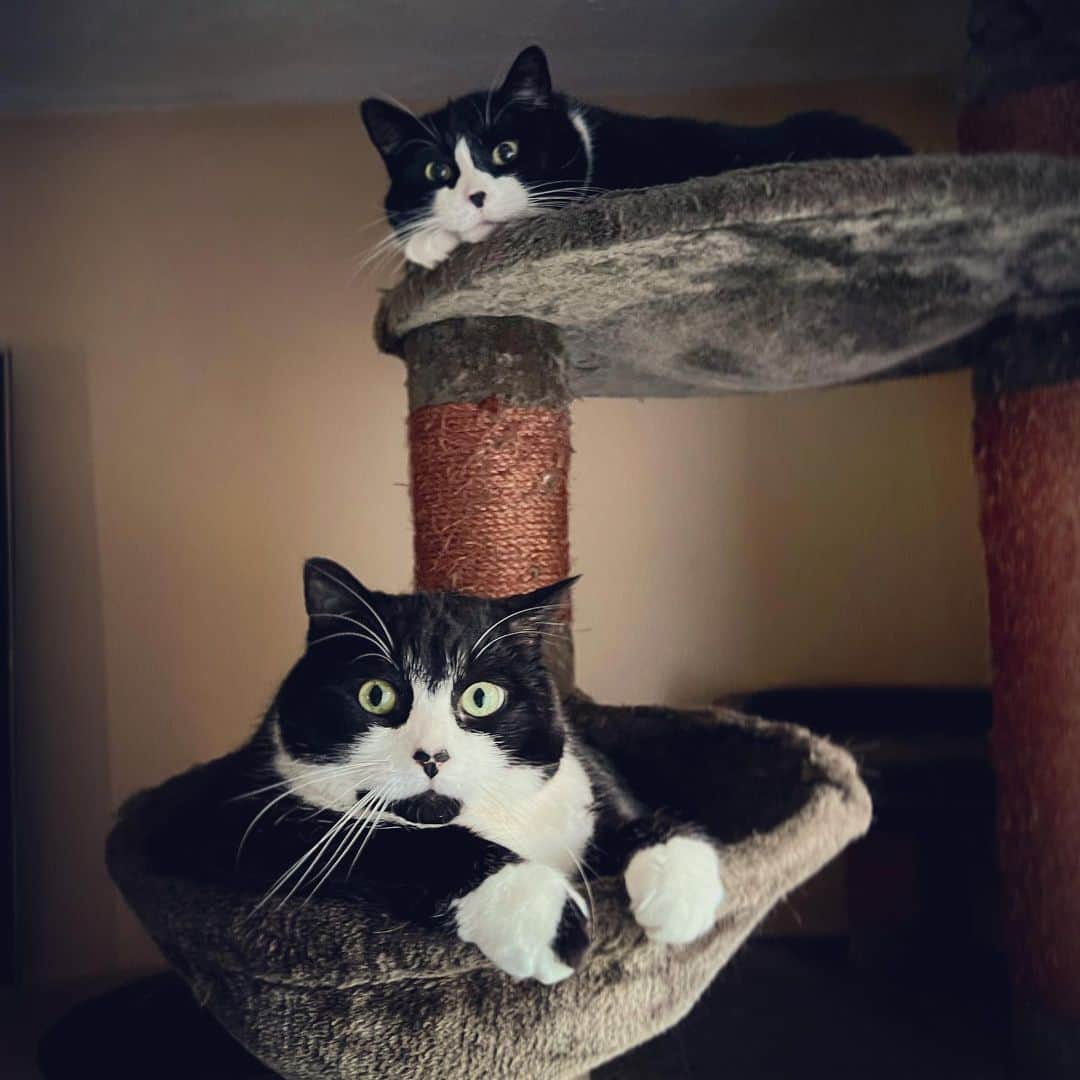 Tuxedo Cat Brosのインスタグラム：「It’s hot out. Hope all our furry friends are staying cool!!! ☀️」