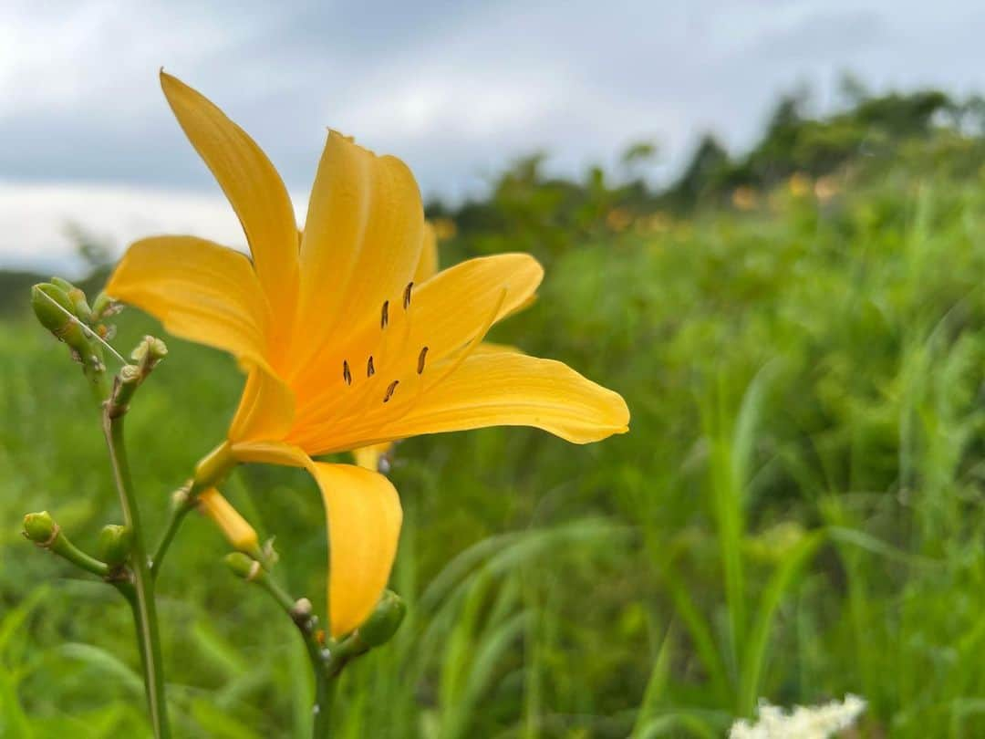 沖玲奈さんのインスタグラム写真 - (沖玲奈Instagram)「先日は長野県の奈良井宿 @byaku_narai さんへ🌿✨ 元々あった酒蔵をモダンにリノベーションされている宿で、緑も部屋の窓から大きく一面に見えて空気も最高に気持ち良い空間でした😌✨ 食事もバーのお酒も本当に美味しかったな🥹✨個人的に長野名物のさるなし🍐のお酒が大好物でした🤣 お酒だけどもはや身体に良さそうな味でソーダ割だと永遠に飲めそうだった🤣✨笑 古風な雰囲気とお洒落さも両方あり、センスを感じる場所でした🙏東京から電車でも行きやすいので、長野方面に行かれる際はぜひ行ってみていただきたいです〜🥰 そしてついでに帰る前にトレランもしてみたw トレランというよりは最近体力低下しててほぼ歩きだったけど🚶‍♀️w #japan #長野 #長野旅行 #奈良井宿 #奈良井 #byakunarai #trip #japaneseculture #trailrunning  #霧ヶ峰高原」7月24日 18時23分 - reinaoki2508