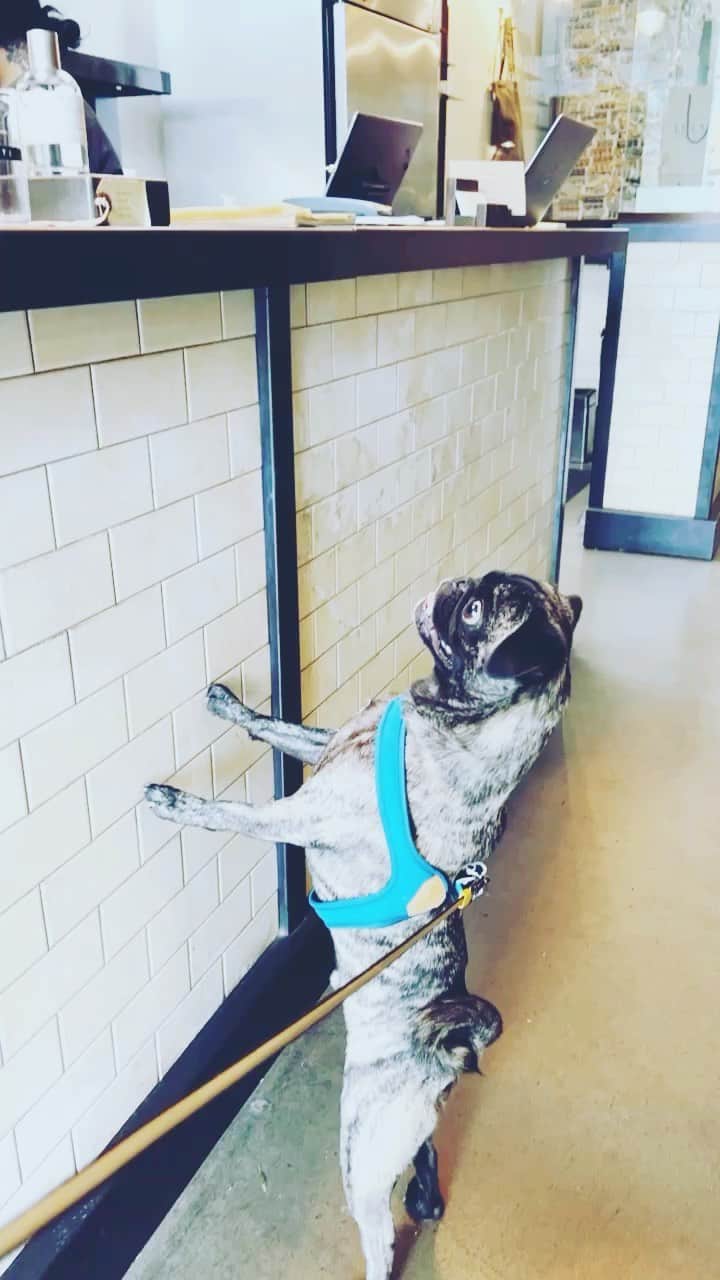 のインスタグラム：「Archie looking for EVEN MORE snacks at @lelabofragrances . He was given SO many snacks...」