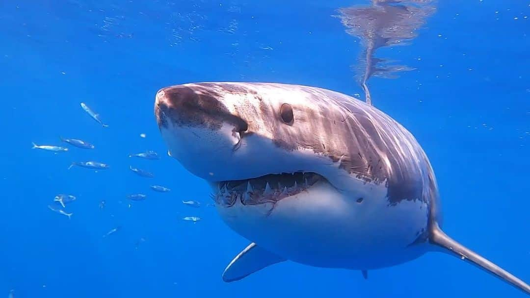 デレク・ハフのインスタグラム：「It’s Shark Week and I can’t help but think about the time I jumped in the water with some Great White Sharks 🦈 epic adventure !!! @abc4explore @gopro」