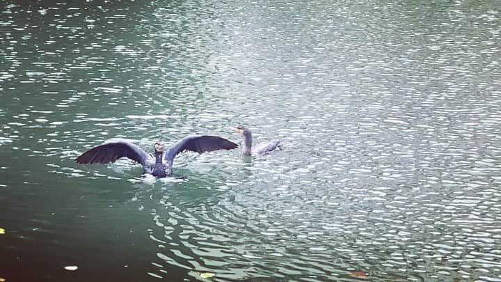 JULIEN D'YSのインスタグラム：「💦Le vol du cormoran 💙💦💧💦💧💦💧💦💦💧💦💦💦💧#canalsaintmartin 🌞juillet24.2022 #paris très chaud」
