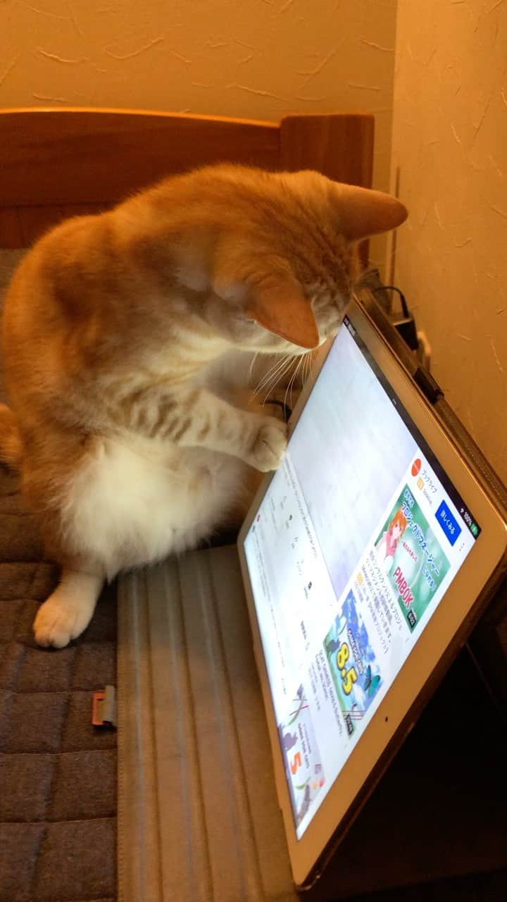 ruiruiのインスタグラム：「iPadの画面で遊ぶ虎大朗。 YouTubeの猫が喜ぶ動画をだしてコタに遊んでもらいました。 真剣に獲物を取ろうとするところが可愛いでしょ💕 . . いつもあたたかいコメントをありがとうございます😊 . . #動く虎大朗 #虎大朗 #スコティッシュフォールド  #茶トラ #猫 #ねこ #ねこ部  #ネコ #ネコ部 #ネコ好き #cat #instacat #catstagram  #ilovemycat #instagramcats  #meow #pet #petstagram #cutepets」