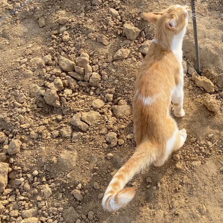 艾未未のインスタグラム