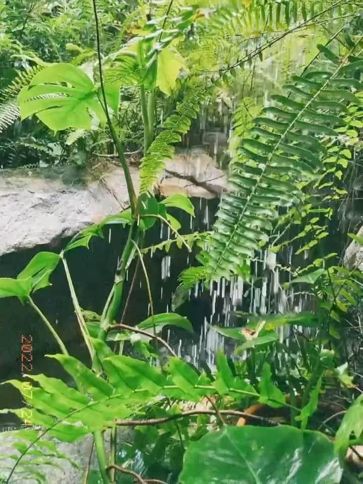 美咲あいりのインスタグラム：「🌿」