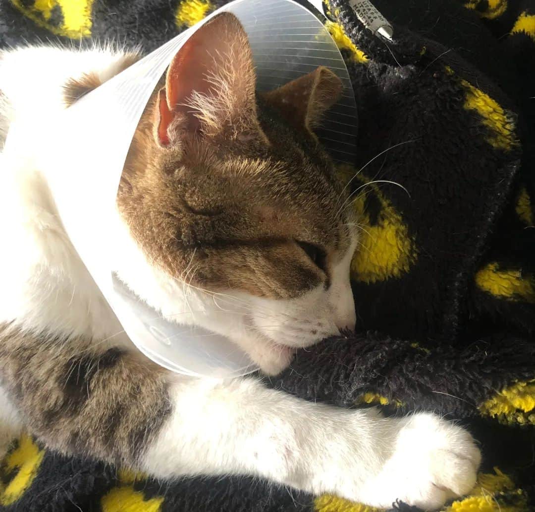 Homer Le Miaou & Nugget La Nugのインスタグラム：「Well yes, we’re in a heat wave but Nug will never stop suckling on her fleece Batman robe even for one day! 😽🍼 #ThatIsABatSuckling」