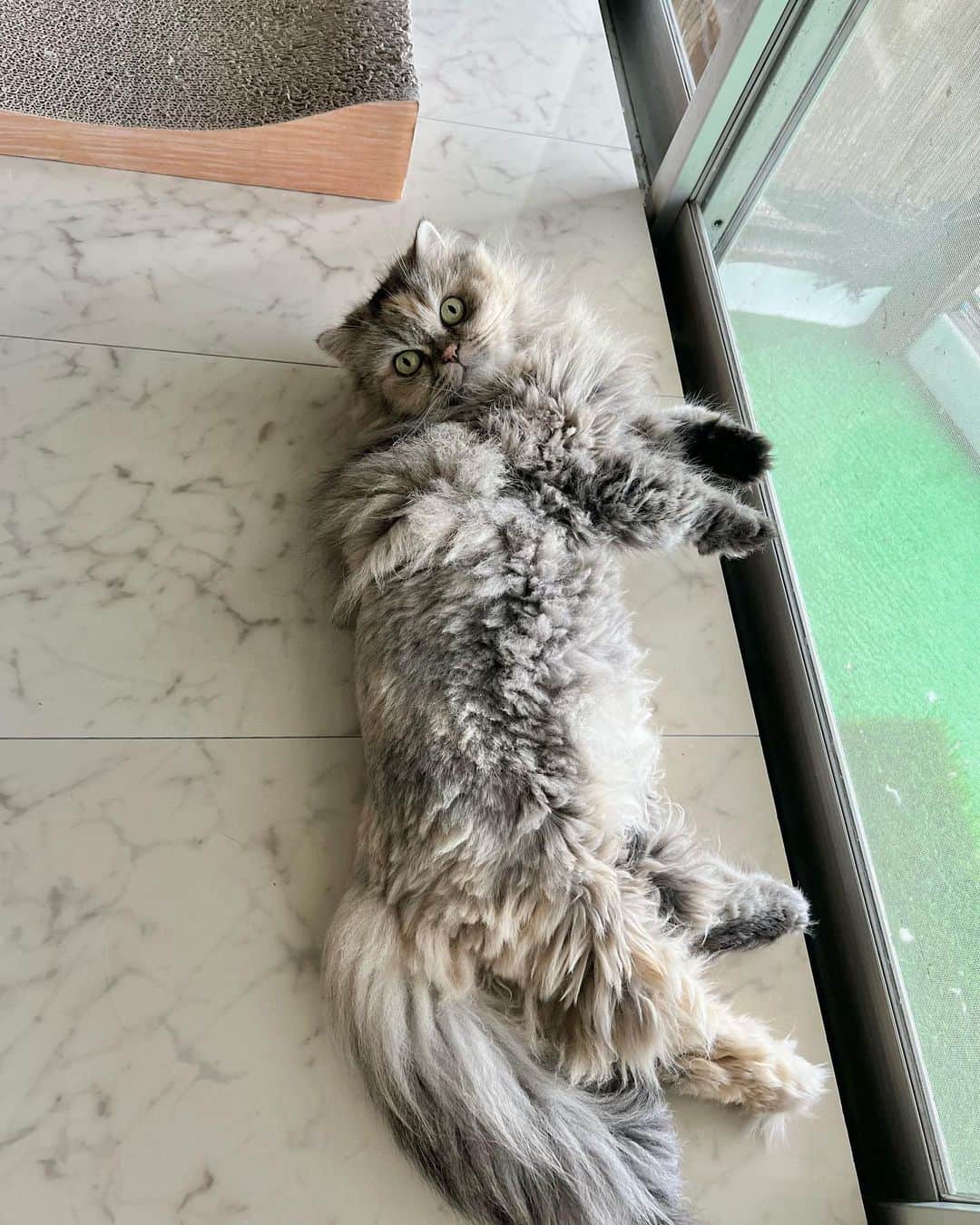 12 Chinchilla Persianさんのインスタグラム写真 - (12 Chinchilla PersianInstagram)「Happy international cat day ❤️ love this cutie floofs so much , im always excited to go home after a long tiring day at work coz I know they’re waiting for me ❤️ ( to feed them of course 🤭) hope everyone’s doing fine ❤️   #cat  #catsofinstagram #catstagram #instagood #instacats」8月8日 20時42分 - 12catslady