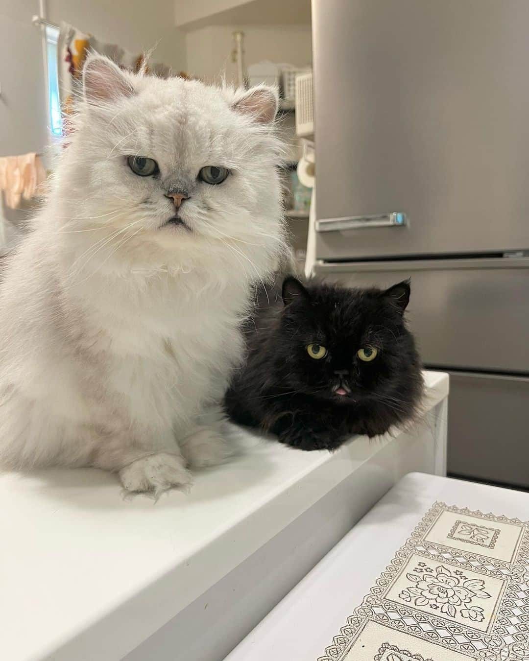 12 Chinchilla Persianさんのインスタグラム写真 - (12 Chinchilla PersianInstagram)「Happy international cat day ❤️ love this cutie floofs so much , im always excited to go home after a long tiring day at work coz I know they’re waiting for me ❤️ ( to feed them of course 🤭) hope everyone’s doing fine ❤️   #cat  #catsofinstagram #catstagram #instagood #instacats」8月8日 20時42分 - 12catslady