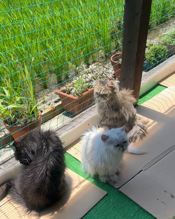 12 Chinchilla Persianのインスタグラム：「Happy international cat day ❤️ love this cutie floofs so much , im always excited to go home after a long tiring day at work coz I know they’re waiting for me ❤️ ( to feed them of course 🤭) hope everyone’s doing fine ❤️   #cat  #catsofinstagram #catstagram #instagood #instacats」