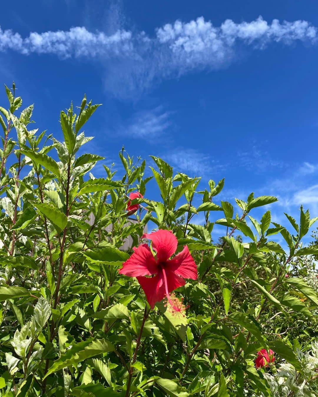 春名亜美さんのインスタグラム写真 - (春名亜美Instagram)「東京戻ってきました〜✈️  台風発生したりしてたけど、絶対負けるものかと、また晴れ女発揮してやった💪🏻🌈  あと、次男作のてるてる坊主が最近効果絶大説。笑  まだまだ沖縄投稿したいので、引き続きお付き合い頂けると嬉しいです🌺」8月8日 13時06分 - amiharunaami