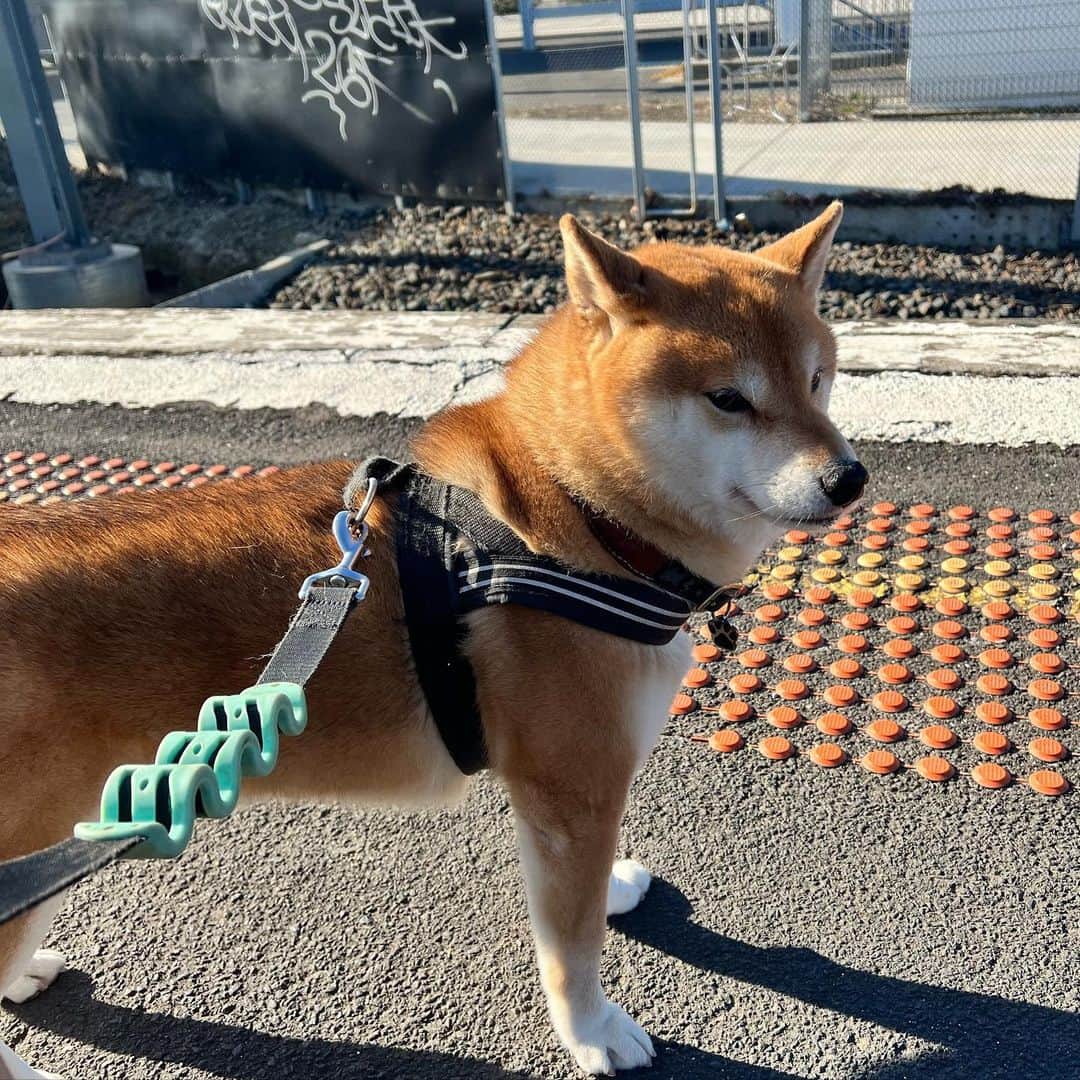 のインスタグラム：「電車の音で耳がピーン👂  #メルボルン　#柴犬のいる暮らし」
