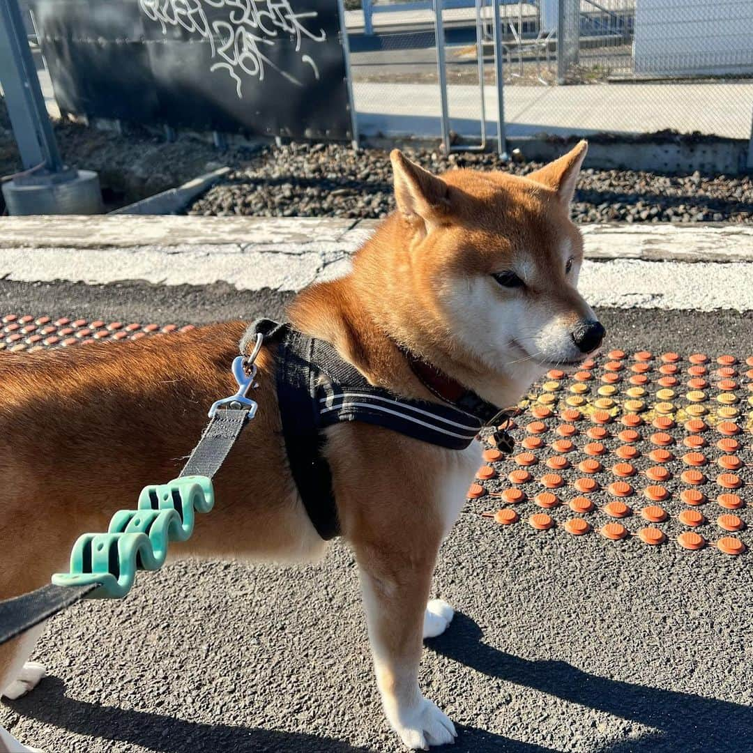 Shibainu Pontaさんのインスタグラム写真 - (Shibainu PontaInstagram)「電車の音で耳がピーン👂  #メルボルン　#柴犬のいる暮らし」8月8日 13時51分 - pontasyk