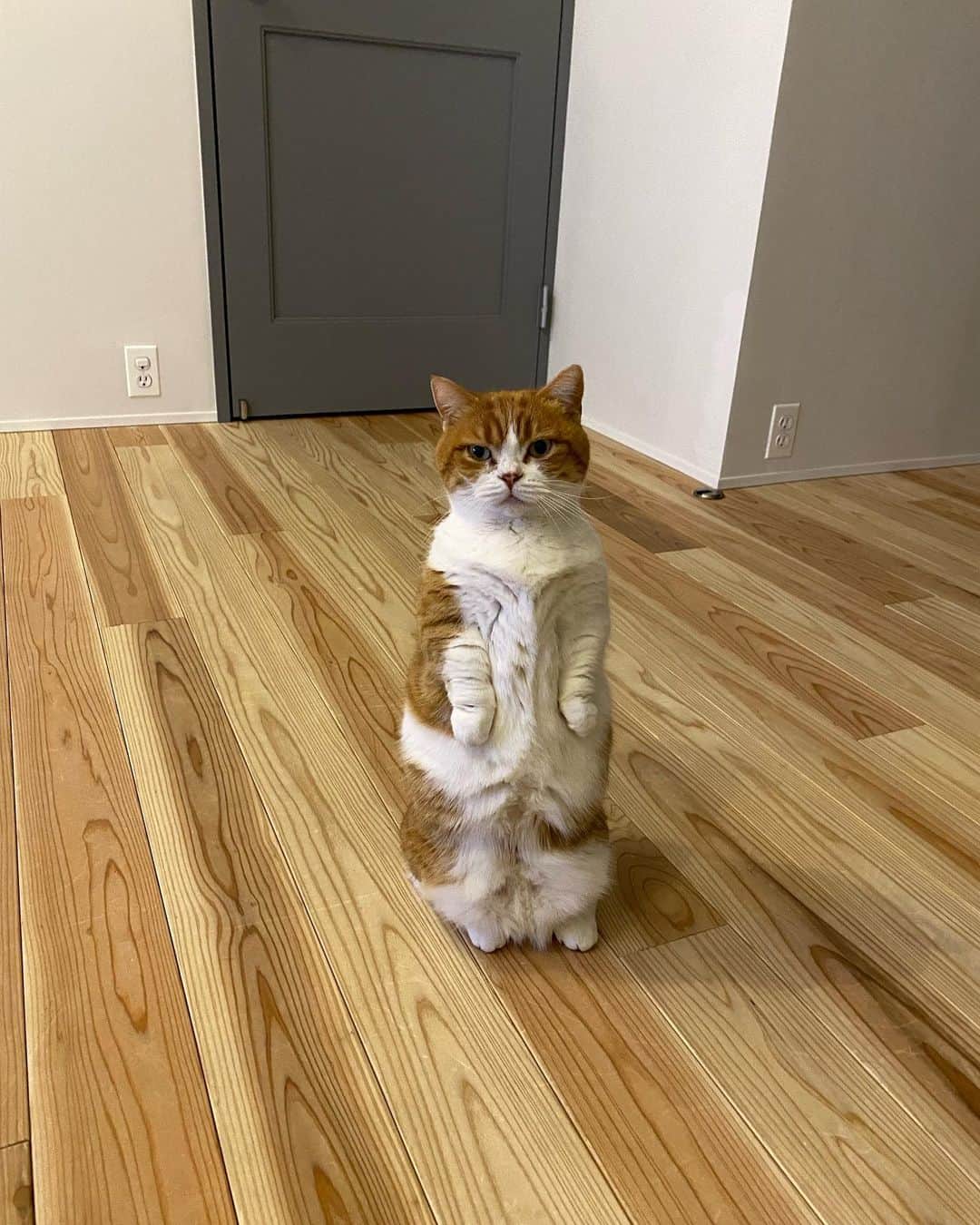 ひよりのインスタグラム：「#世界猫の日 世界中の猫さん達が幸せに暮らせます様に🙏✨」