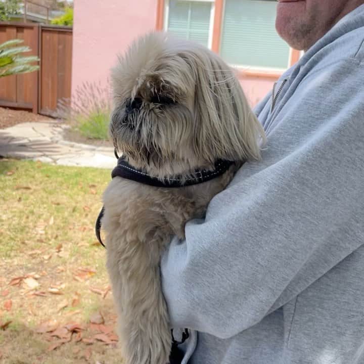 Dougie the Shih Tzuのインスタグラム：「Rideshare.」