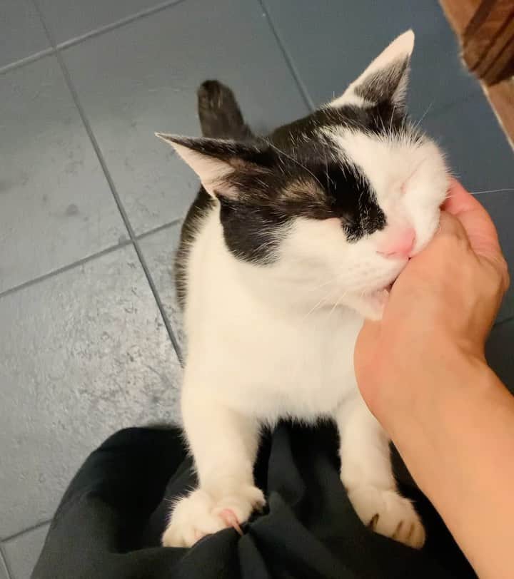 OKAのインスタグラム：「昨夜のお帰り&ガブリ。  #ガブリエイタコロスケ師匠 の出迎え#保護猫えいたと暮らす日常」