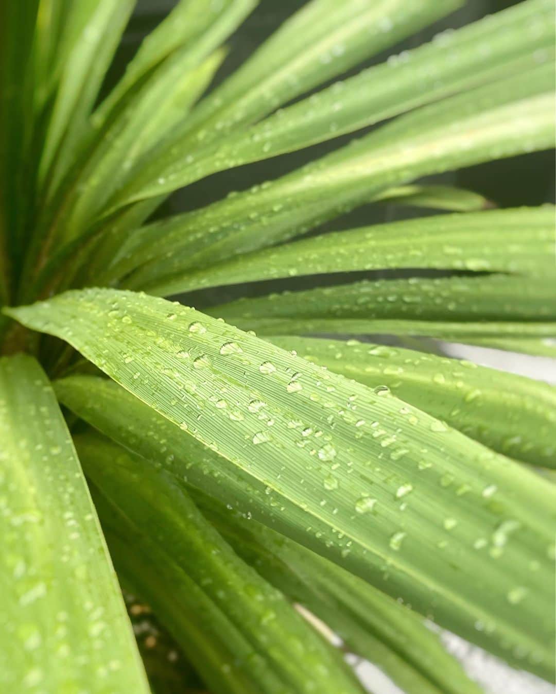 Manaさんのインスタグラム写真 - (ManaInstagram)「🌿🌳🍃𝑮𝒓𝒆𝒆𝒏 𝒘𝒂𝒓𝒎𝒔 𝒐𝒖𝒓 𝒉𝒆𝒂𝒓𝒕𝒔💕 沖縄の夕立のあと、雨露を浴びた植物が綺麗だなと思って撮った1枚😌✨ ⁡ ⁡ そのときの私を側から見たら、たぶん 観葉植物が好きなひと🪴笑 ⁡ クローズアップしてみると 違う景色が見えてくるものです🤭♡ ⁡ ⁡ ⁡ ⁡ ⁡ #みどりのある暮らし #沖縄の自然 #自然に感謝 #自然が好き #自然の美しさ #緑のある暮らし #森林浴 #観葉植物 #デジタルデトックス #okinawa #greenery #naturelovers #okinawa #okinawatrip #okinawajapan #okinawa_love #okinawaphoto #loves_okinawa」7月25日 11時08分 - mana.tcy