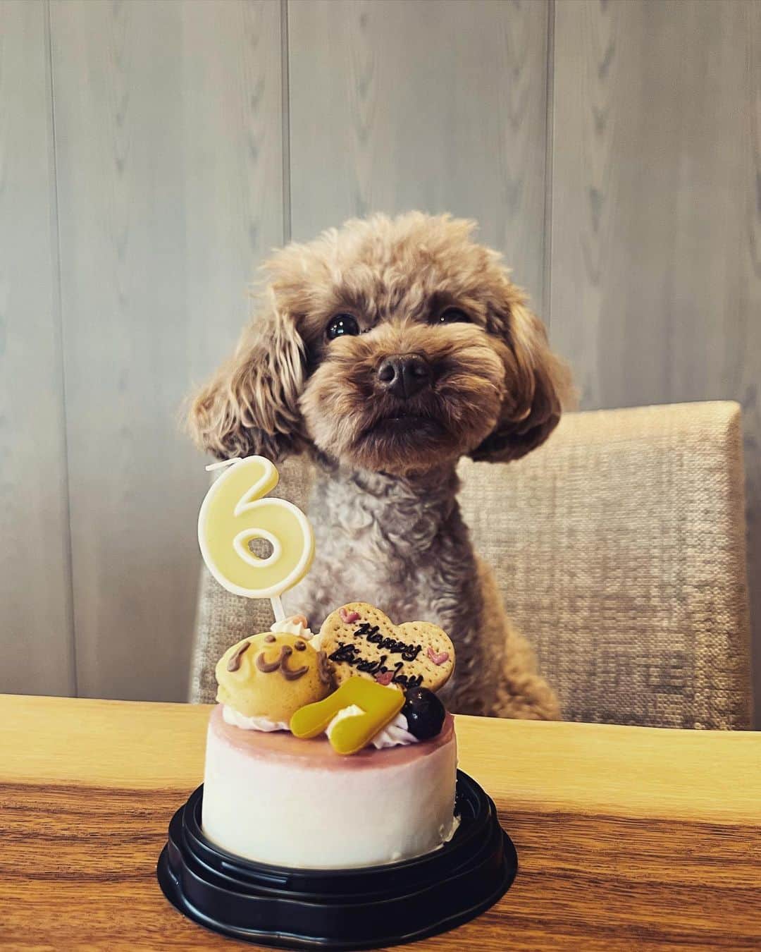 大政絢のインスタグラム：「愛しのなちゅ表情豊か🐶  🎂🎂🎂✨👏  おめでとう🎈  毎日愛おしくてどうしましょ。」