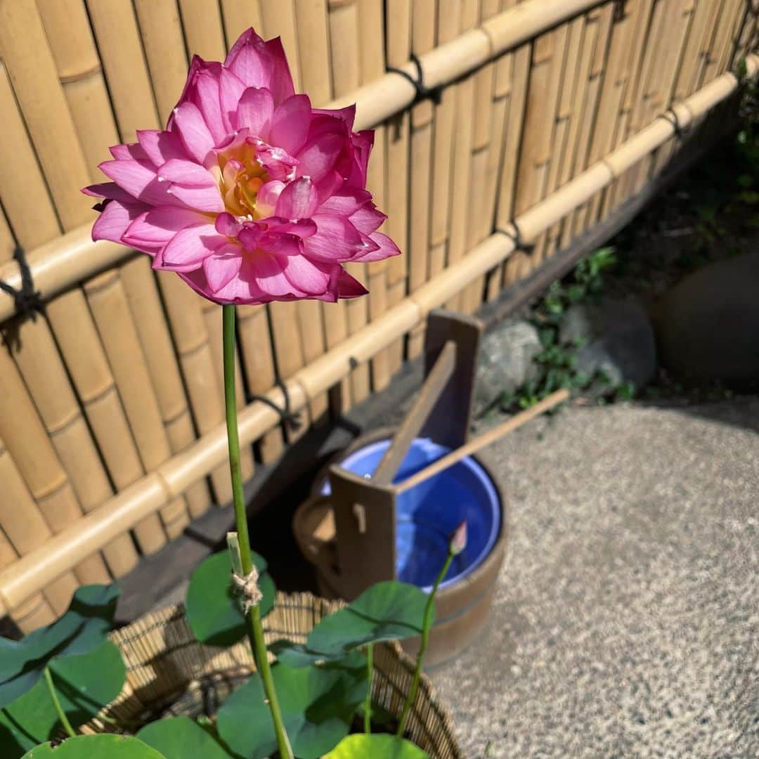 のインスタグラム：「今日も暑いねー。 溶けそうだよ〜🫠 . . #夏 #真夏日 #tokyo」