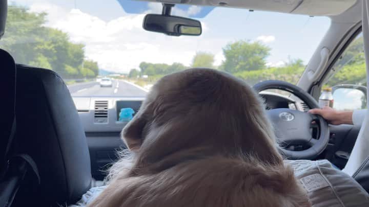 まゆみのインスタグラム：「。 。 バーバーパパみたいな後ろ姿のあーちゃんは 車に乗って終始ご機嫌😂 。 薬を変えて一時期は 元気がなかったけど 薬を戻したら絶好調✨ 。 。 #みんなの元気玉のおかげ #奇跡よ起れ #今こそaarun_evolution 。 。 #ゴールデンレトリバー#goldenretriever#dog#犬#あーぺー」
