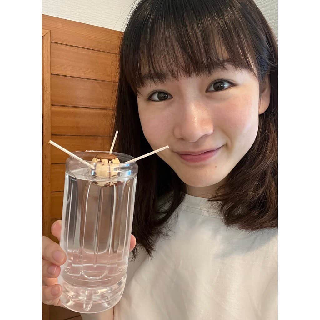 フジテレビアナウンサーのインスタグラム：「岸本理沙です！  森のバター、アボカド🥑 その「種」を捨ててしまうこと多くありませんか…？ 実はアボカドの種は捨てずに栽培することができるんです🌱 今回はお家のインテリアとしても楽しめる、種の育て方を学びました！ 簡単に育てることができるので、ぜひ栽培を楽しんでみてはいかがでしょうか☺️  #フジテレビアナウンサー #岸本理沙 #アボカド #種 #ペットボトル #お家インテリア #楽しくアクションSDGs #体感サステナWAVE #23時14分から #放送時間変更の可能性があります🙏」