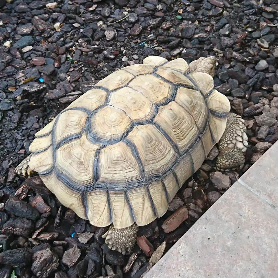 七海ひろこのインスタグラム：「リクガメのリクくん！  野田で出会いました🐢  ミヒャエル・エンデのモモを思い出します。  亀の如く、と言い聞かせ。  #リクガメ #リクくん #野田市 #野田市内」