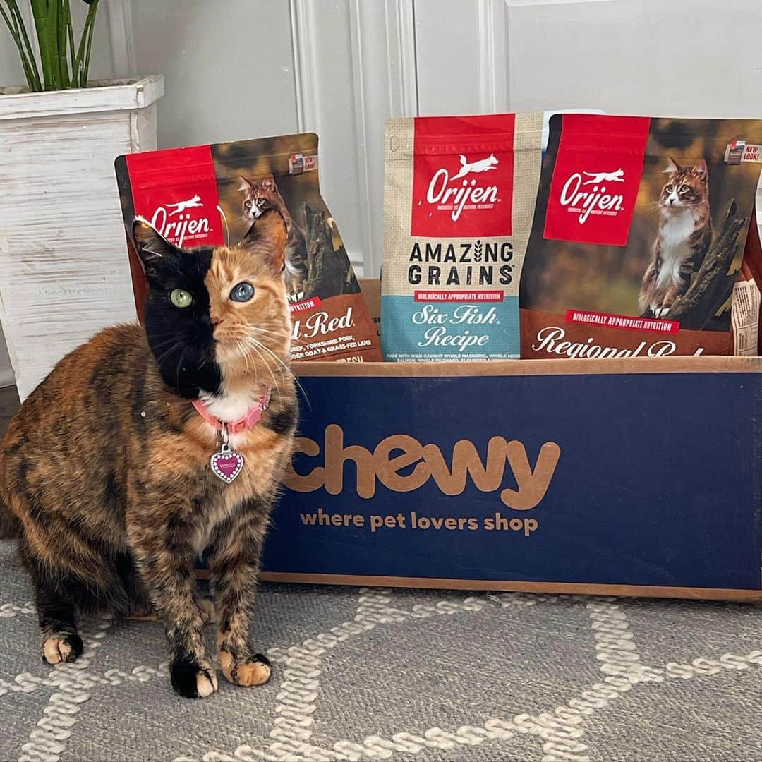 Venus Cat さんのインスタグラム写真 - (Venus Cat Instagram)「When the @chewy box comes I know it has something great in it. This time was no exception with the Regional Red food by @orijenpetfood 😋 Mom has been using @orijenpetfood as part of our mixed diet for years because they use only high quality ingredients. Go to @chewy now to check out their selection of high quality premium pet foot for your pets! 😺🐾 #ad #chewypartner #highqualitypetfoodatchewy #chewydelivery」7月27日 1時33分 - venustwofacecat