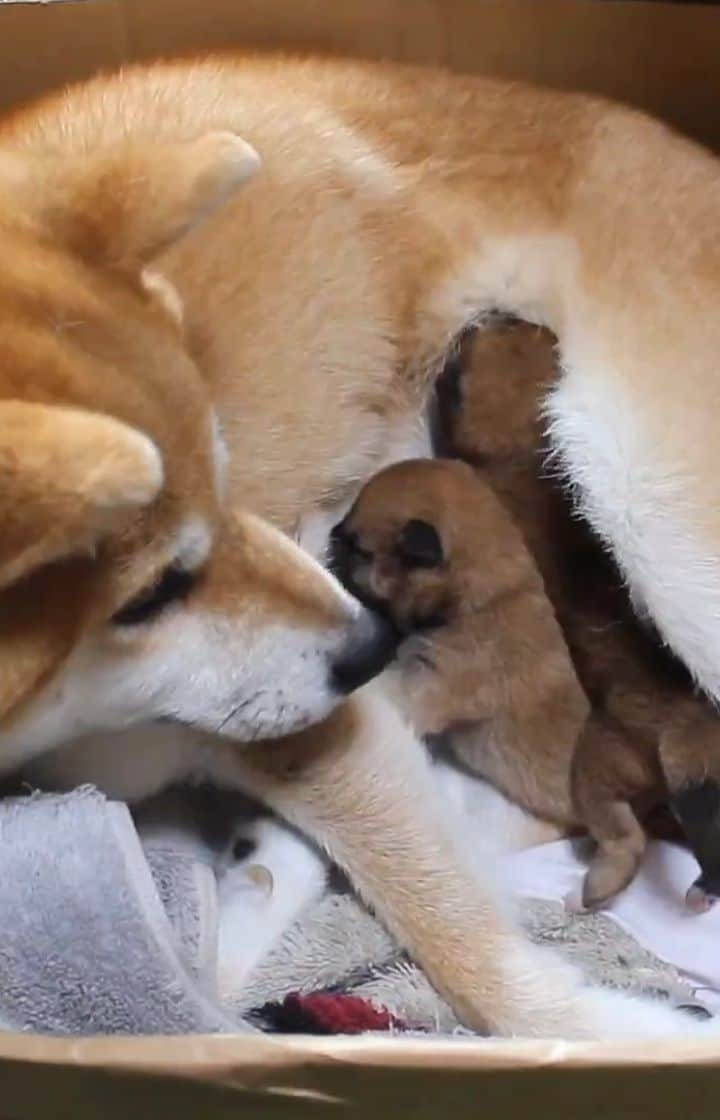 柴犬たま Shibainu Tamaのインスタグラム