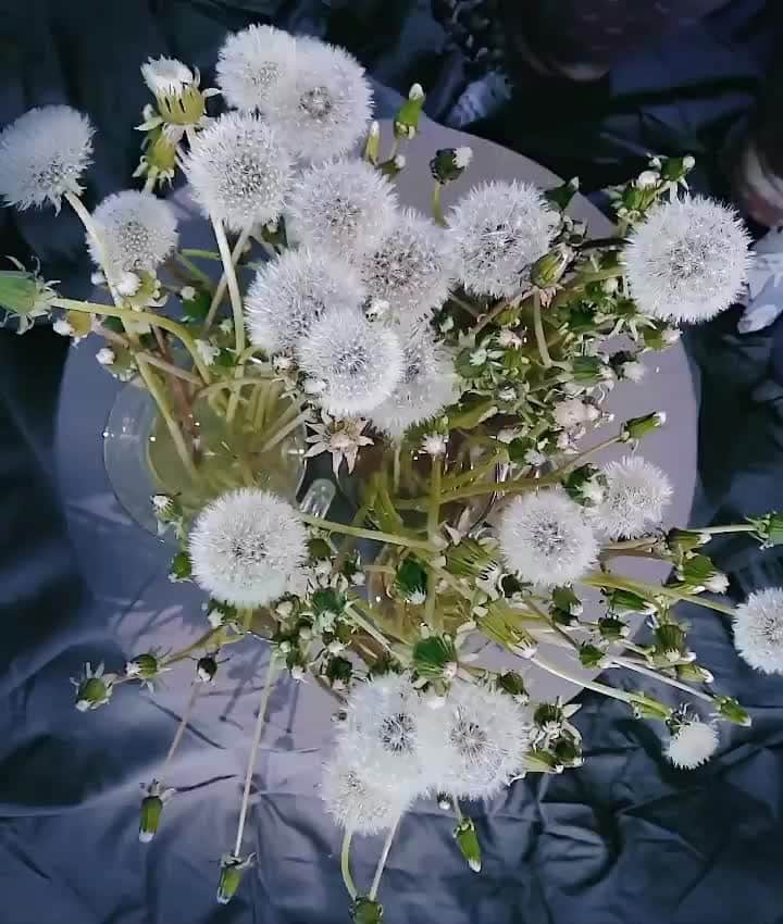 AnOther Magazineのインスタグラム：「Mesmerising dandelions in bloom 🤍 – #GorgeousGardens⁠ ⁠ 🎥 by @hobopeeba⁠」